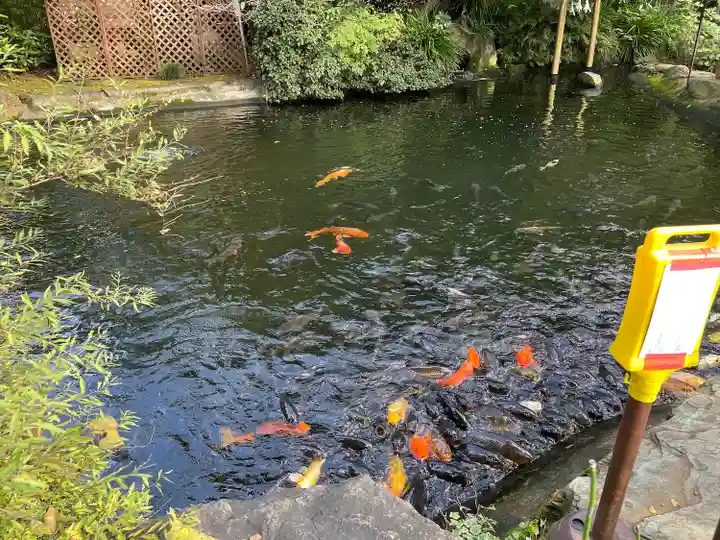 愛宕神社の動物