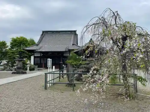 養報寺の{uncategorized: "未分類", other: "その他", undefined: "問題あり", building: "その他建物", grave: "お墓", sacred_gate: "鳥居", guardian: "狛犬", statue: "像", buddha: "仏像", history: "歴史", nature: "自然", garden: "庭園", animal: "動物", pagoda: "塔", temizu: "手水舎", mountain_gate: "山門・神門", sanctuary: "本殿・本堂", subordinate: "末社・摂社", art: "芸術", scenery: "景色", jizo: "地蔵", ema: "絵馬", goshuin: "御朱印", omikuji: "おみくじ", items: "授与品その他", amulet: "お守り", goshuincho: "御朱印帳", eats: "食事", festival: "お祭り", votive_dance: "神楽", shichigosan: "七五三参", wedding: "結婚式", experience: "体験その他", initially: "初詣", around: "周辺", anti_infection: "感染症対策"}