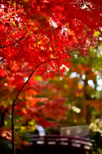 鶴岡八幡宮の自然