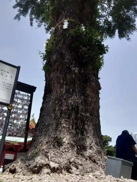 神田神社(神田明神)の自然