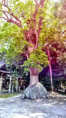 入見神社の自然