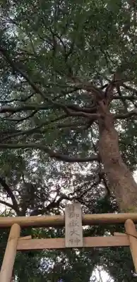 金山神社(千葉県)