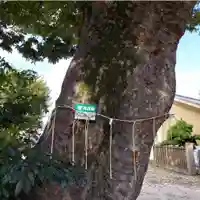 豊田神社の自然