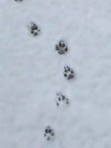 江島神社の自然