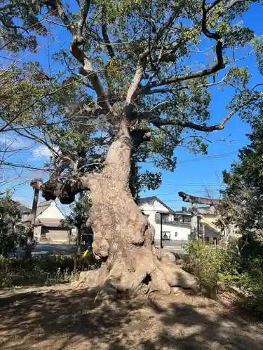 薦神社(大分県)