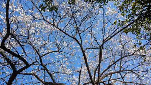 櫻岡大神宮の自然