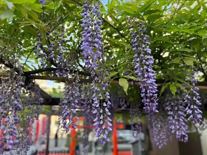 藤之宮 春日神社(野田の藤跡)(大阪府)