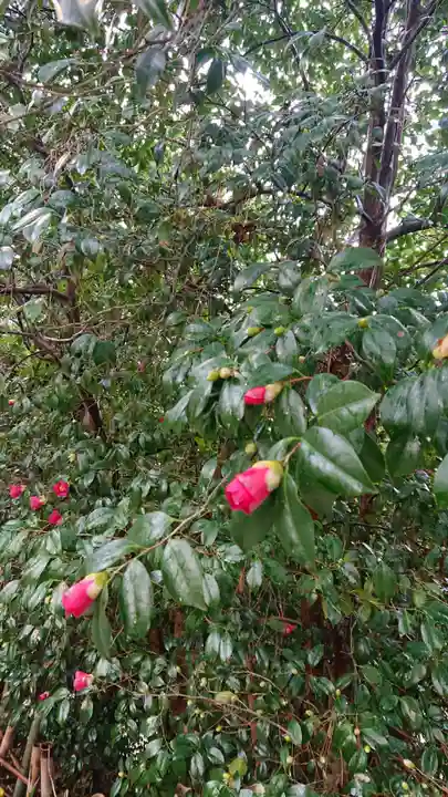 武雄神社の自然