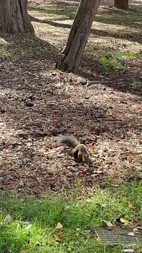 北海道神宮の動物