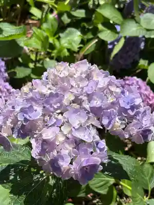 市杵島神社（高萩八幡宮境内社）(茨城県)