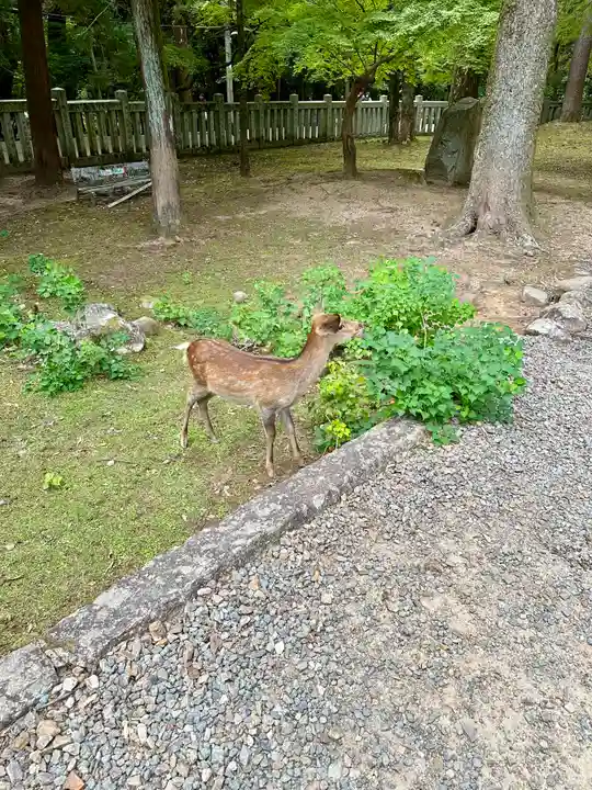 手向山八幡宮(奈良県)