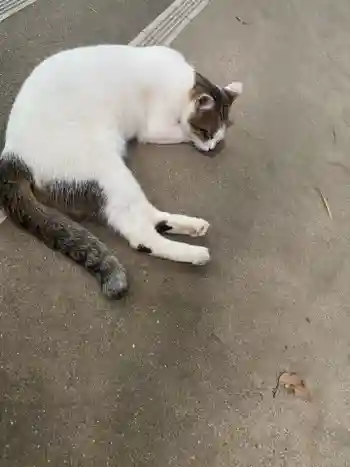 枚聞神社の御朱印 2025年08月