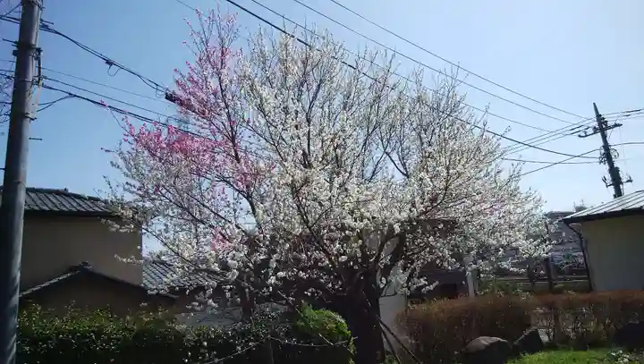 医王寺薬師堂(恩田薬師堂)の自然