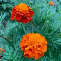 豊景神社の自然