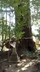 大國魂神社の自然