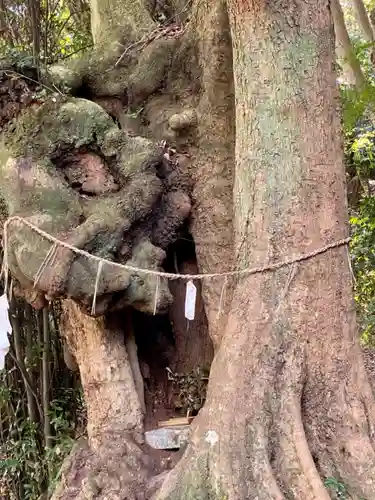 石清水八幡宮の自然
