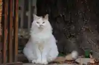 阿邪訶根神社の動物