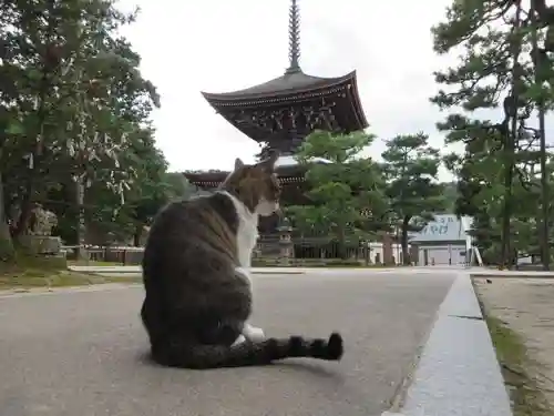 智恩寺(京都府)