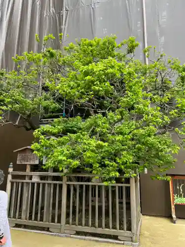 太宰府天満宮(福岡県)