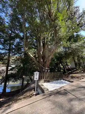 安房神社の{uncategorized: "未分類", other: "その他", undefined: "問題あり", building: "その他建物", grave: "お墓", sacred_gate: "鳥居", guardian: "狛犬", statue: "像", buddha: "仏像", history: "歴史", nature: "自然", garden: "庭園", animal: "動物", pagoda: "塔", temizu: "手水舎", mountain_gate: "山門・神門", sanctuary: "本殿・本堂", subordinate: "末社・摂社", art: "芸術", scenery: "景色", jizo: "地蔵", ema: "絵馬", goshuin: "御朱印", omikuji: "おみくじ", items: "授与品その他", amulet: "お守り", goshuincho: "御朱印帳", eats: "食事", festival: "お祭り", votive_dance: "神楽", shichigosan: "七五三参", wedding: "結婚式", experience: "体験その他", initially: "初詣", around: "周辺", anti_infection: "感染症対策"}