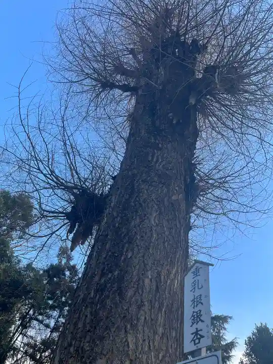 薬師寺八幡宮の自然
