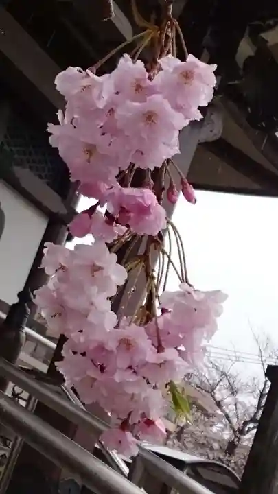 法蓮寺(東京都)