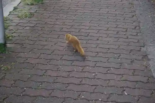 諏訪神社・諏訪山稲荷神社の動物