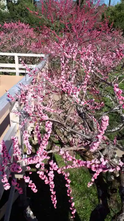 北野天満宮の自然