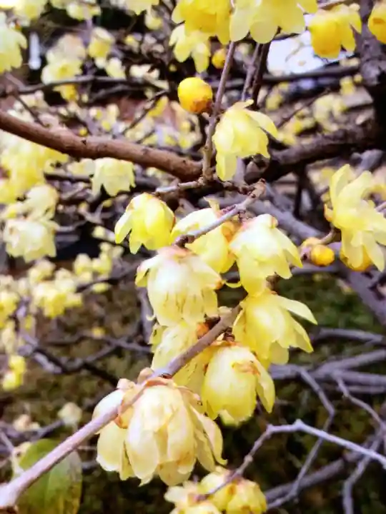 福蔵院(東京都)
