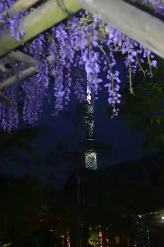 亀戸天神社の自然