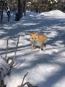 留辺蘂神社の動物(2024年04月02日(火) 16時08分35秒投稿)