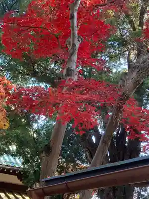 豪徳寺(東京都)