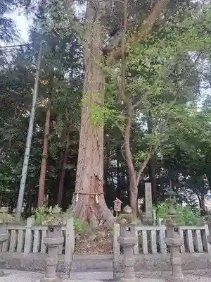 鴨都波神社の自然