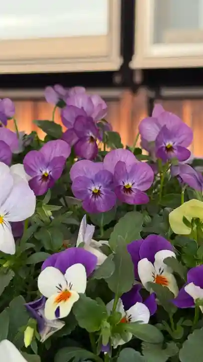 東郷寺(東京都)