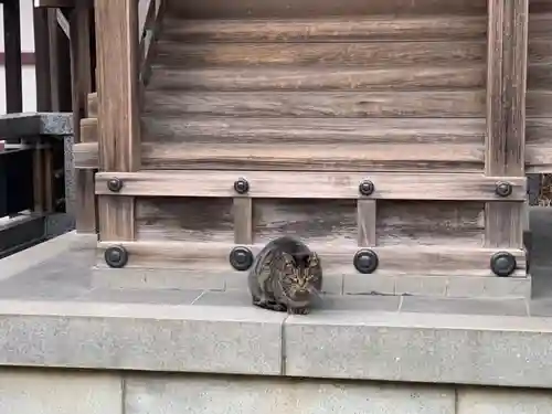 川崎大師（平間寺）の動物