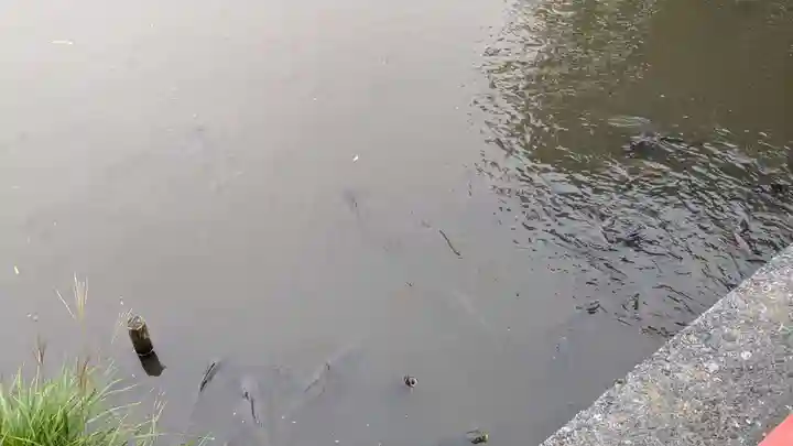 旗上弁財天社の動物