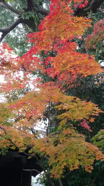 大報恩寺(千本釈迦堂)の景色