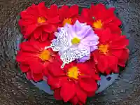 真言宗 善通寺派 薬王寺(香川県)