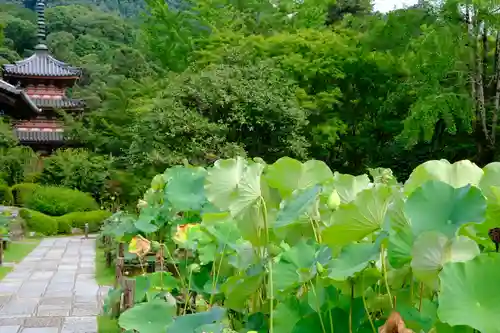 三室戸寺の庭園