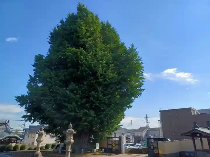 長照寺(埼玉県)