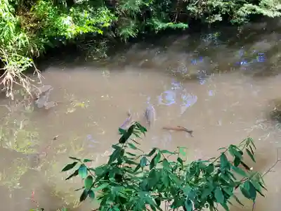 白髭神社の動物