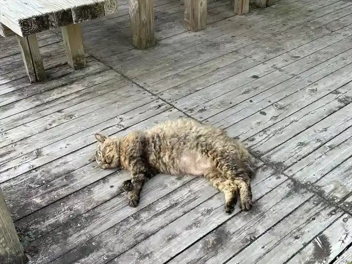 菅原神社の動物