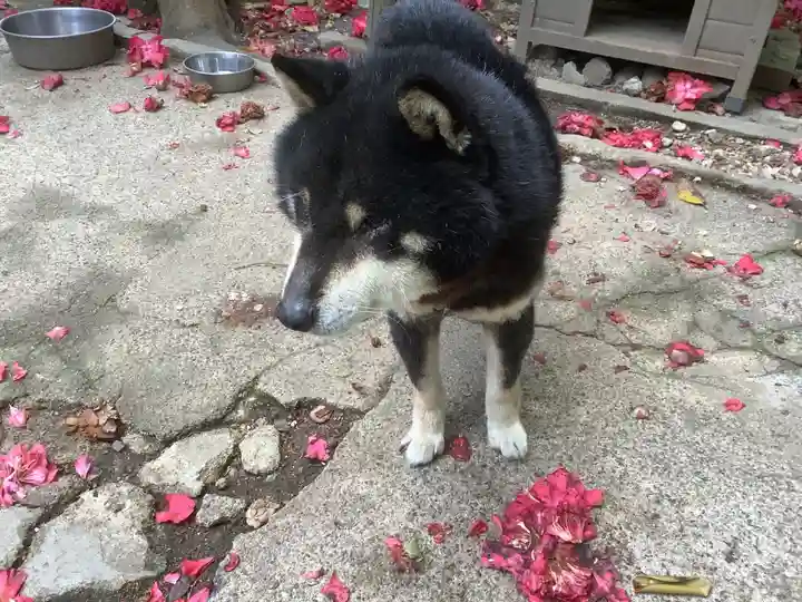 玉野御嶽神社の動物