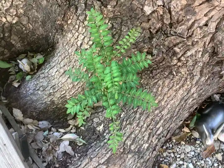 三輪神社の自然