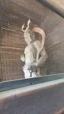 金毘羅寺(愛媛県)