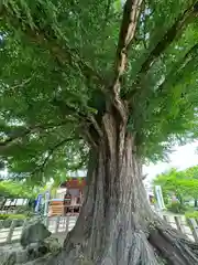 飛騨国分寺(岐阜県)