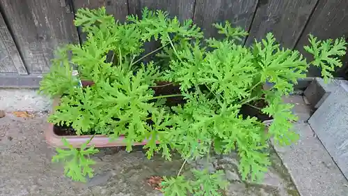 阿邪訶根神社の自然