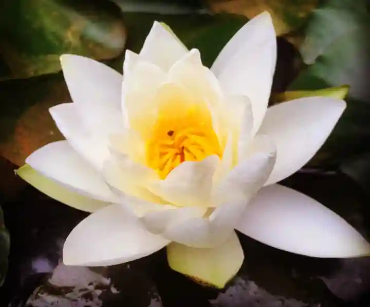 真言宗 善通寺派 薬王寺の自然