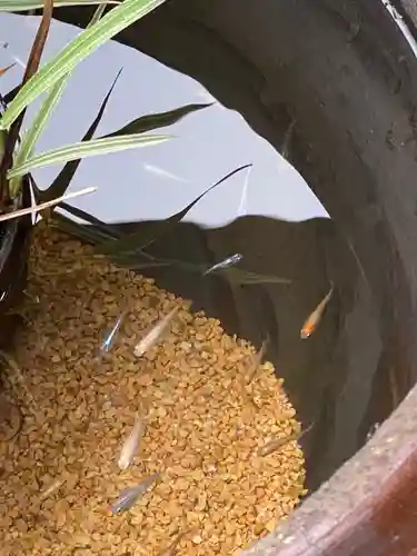 滋賀県護国神社の動物