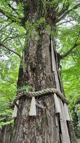 赤坂氷川神社(東京都)